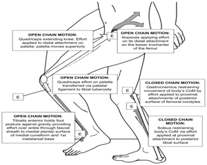 Leg range of motion exercise hip and knee by Ideal Institute of Nursing